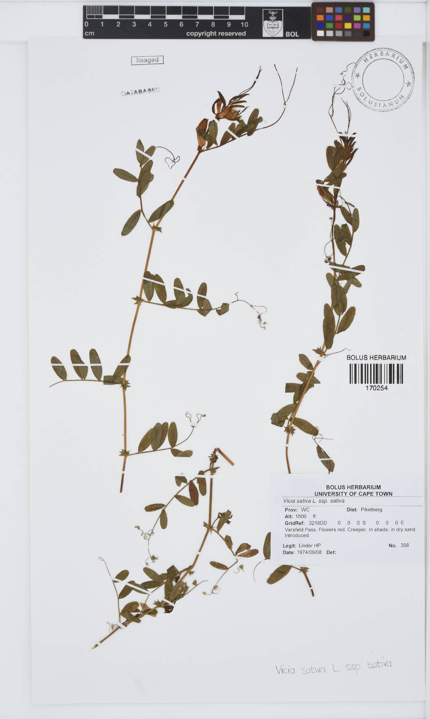 Vicia sativa subsp. sativa image