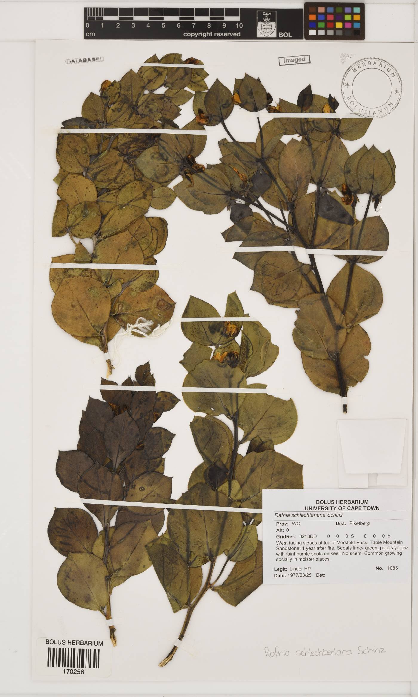 Rafnia schlechteriana image