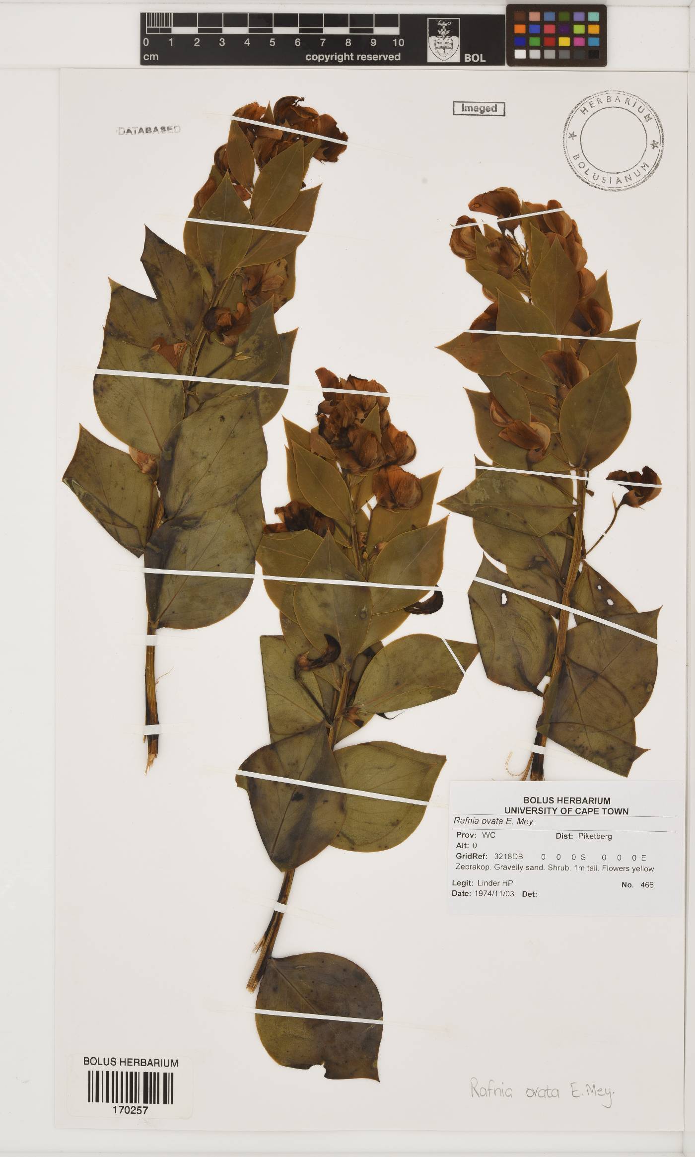 Rafnia ovata image