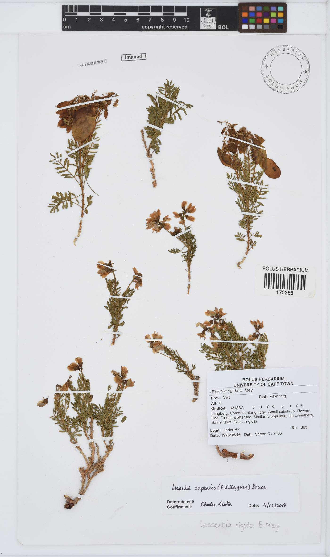 Lessertia capensis image