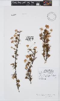 Felicia filifolia subsp. filifolia image