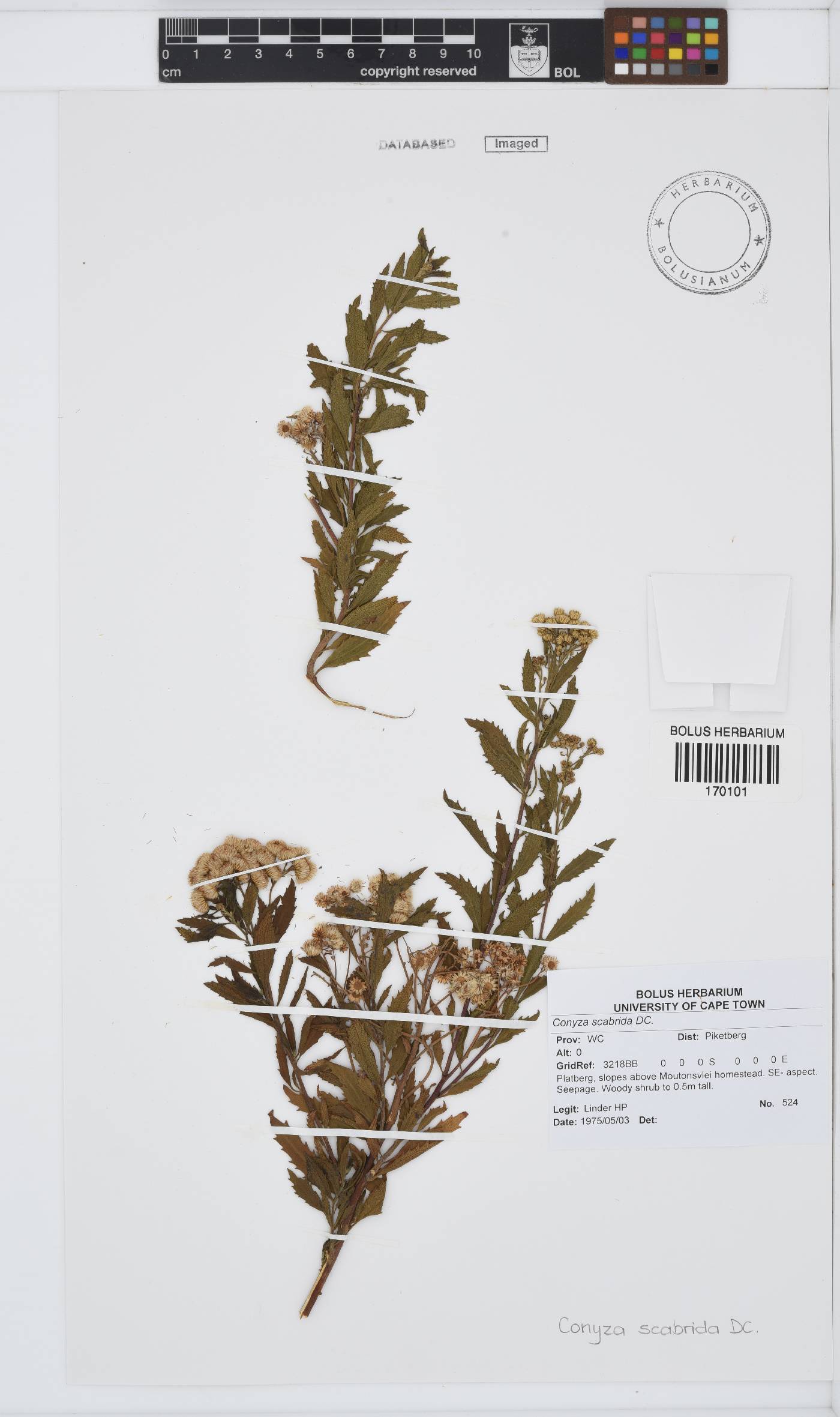 Conyza scabrida image
