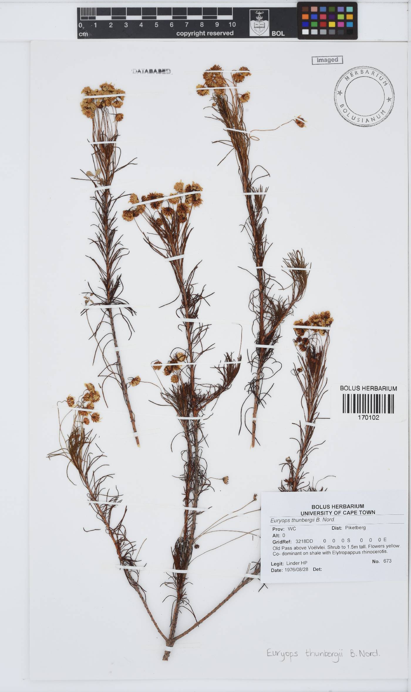 Euryops thunbergii image
