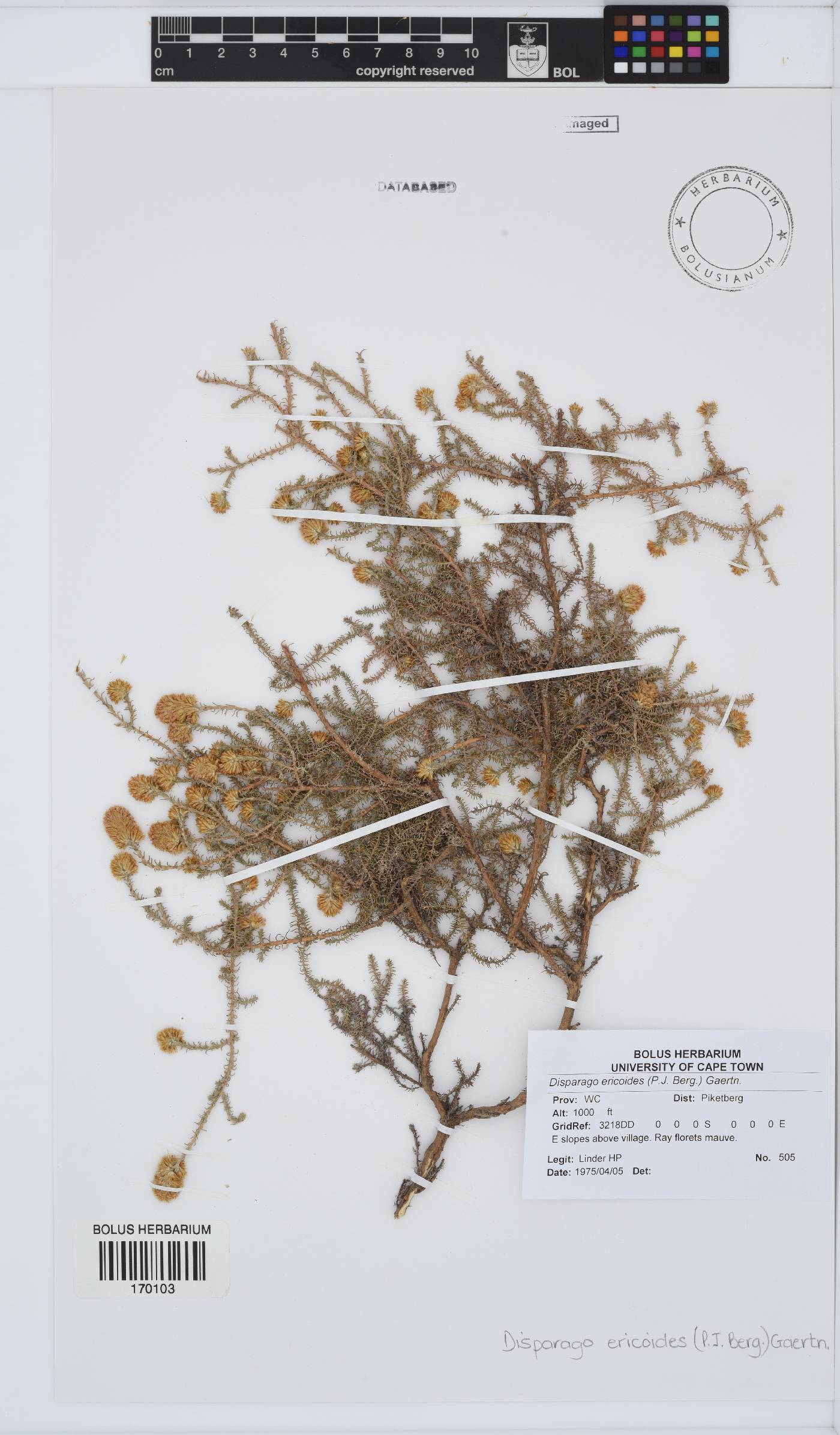 Disparago ericoides image