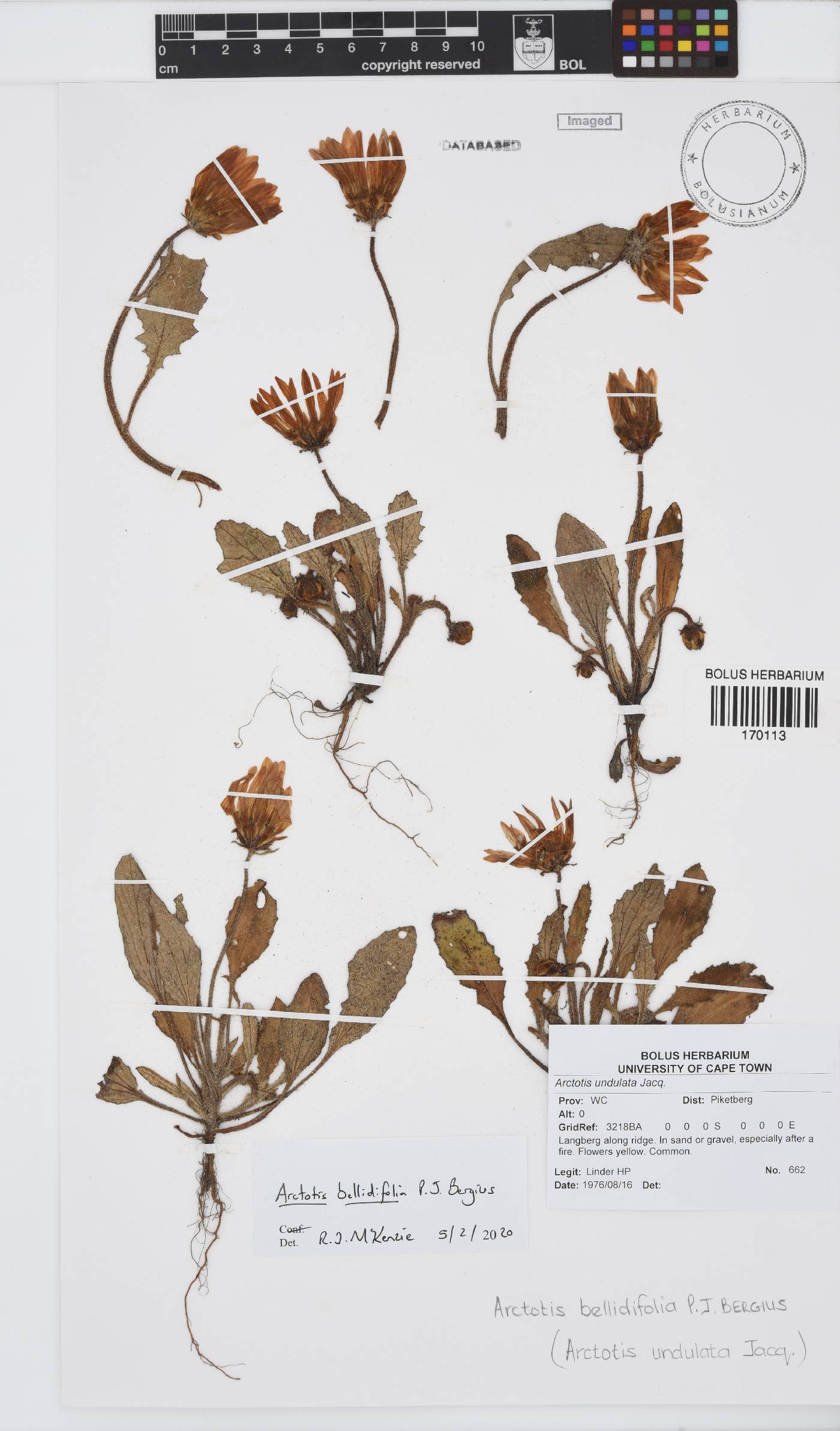 Arctotis bellidifolia image