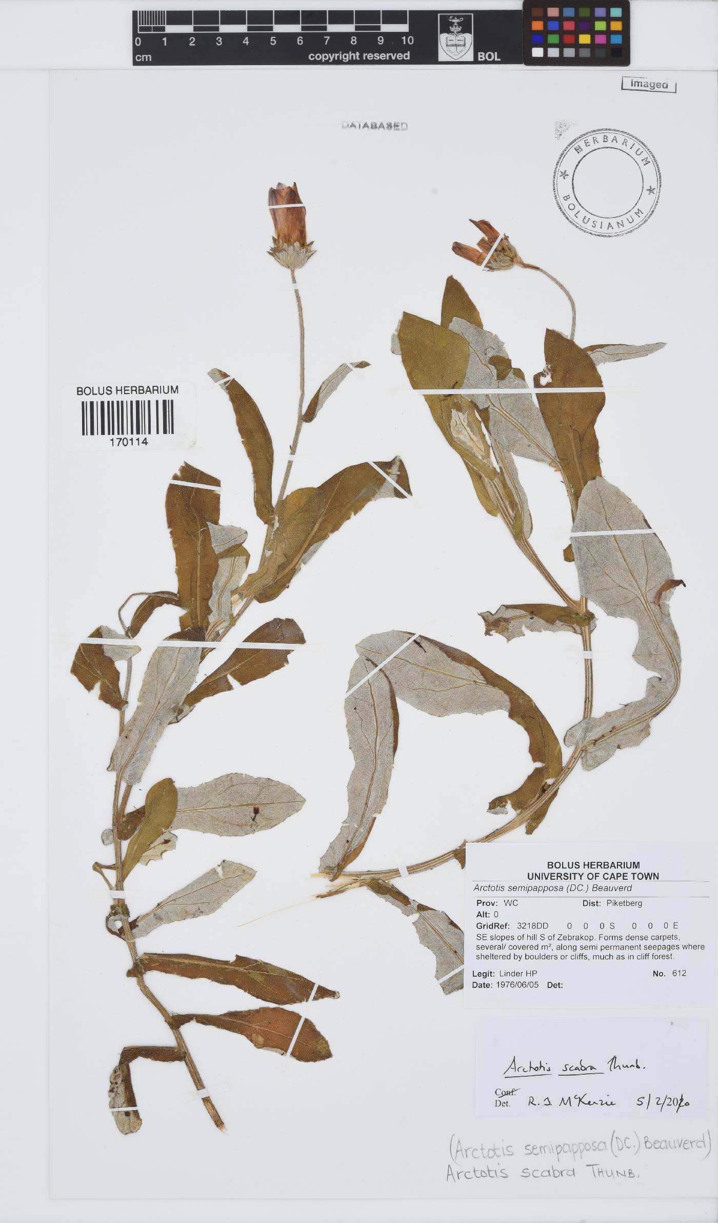 Arctotis scabra image