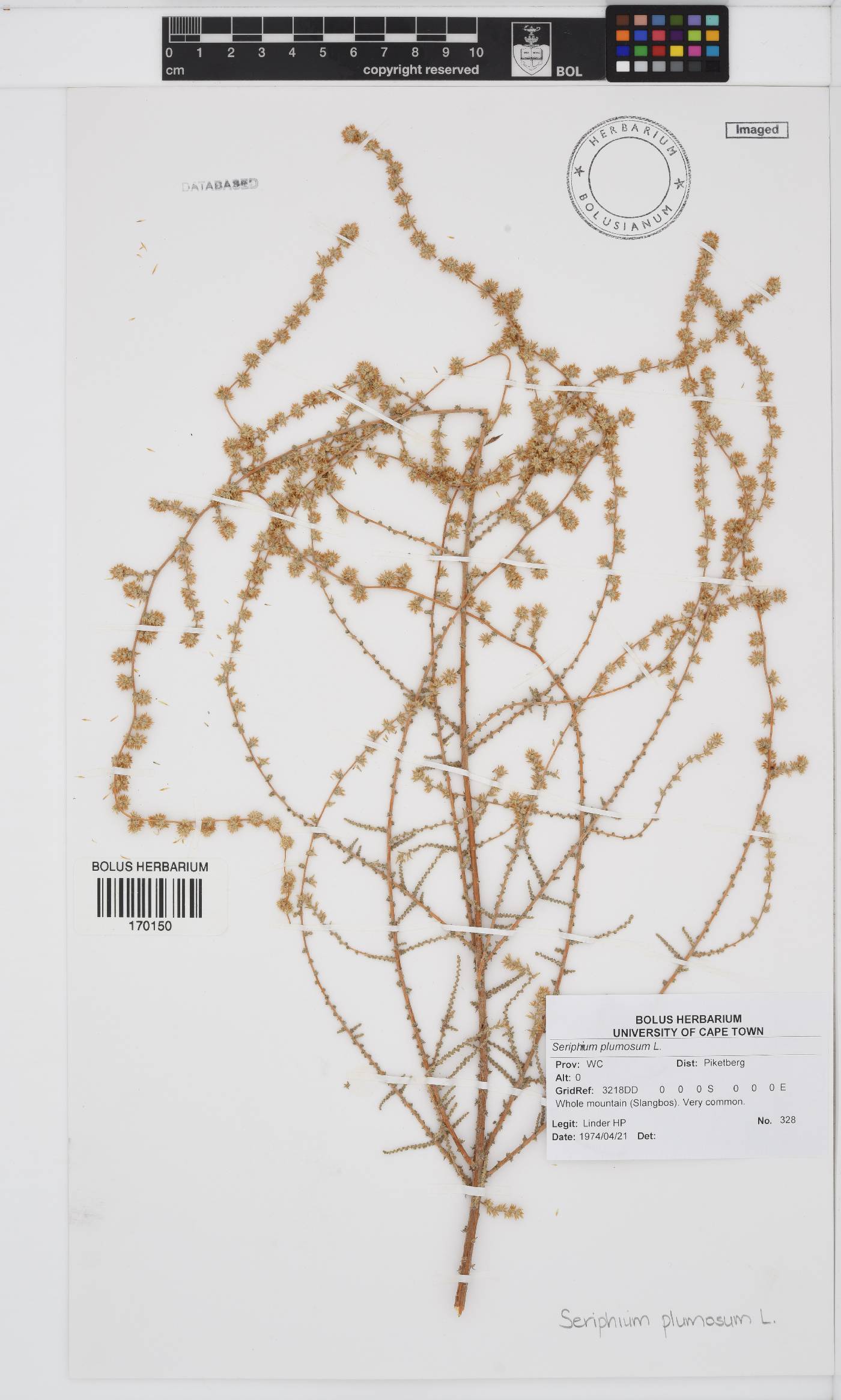 Seriphium plumosum image