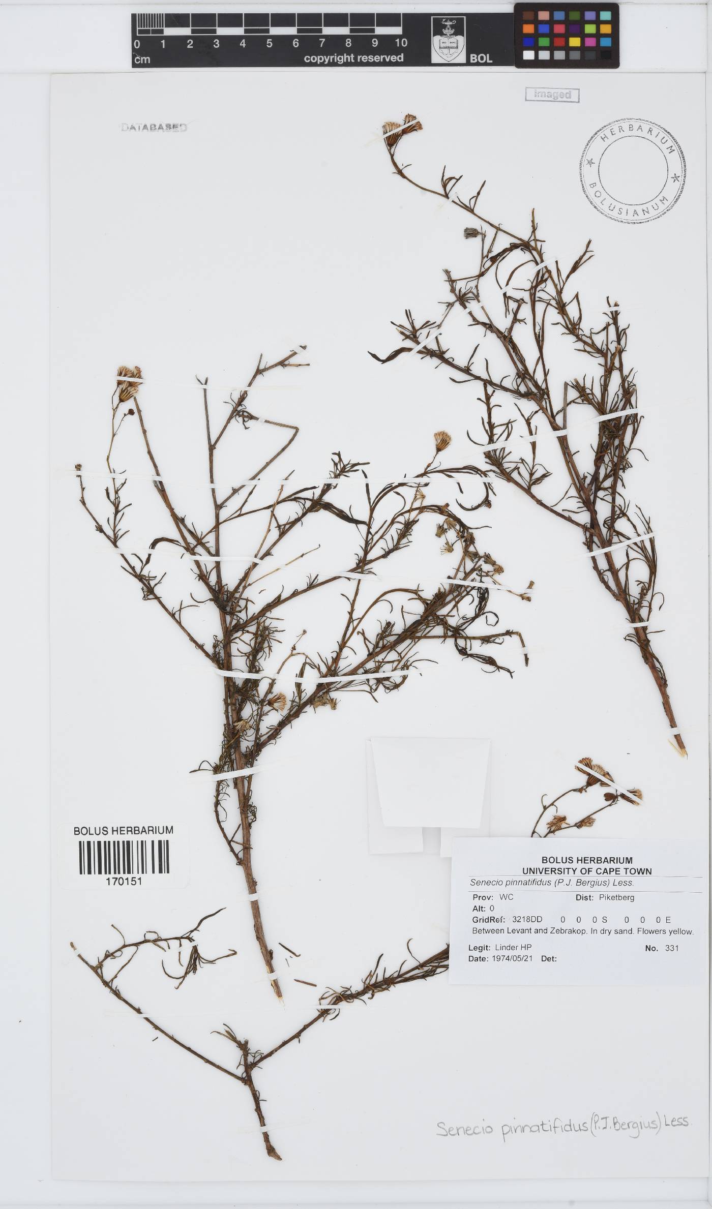 Senecio pinnatifidus image