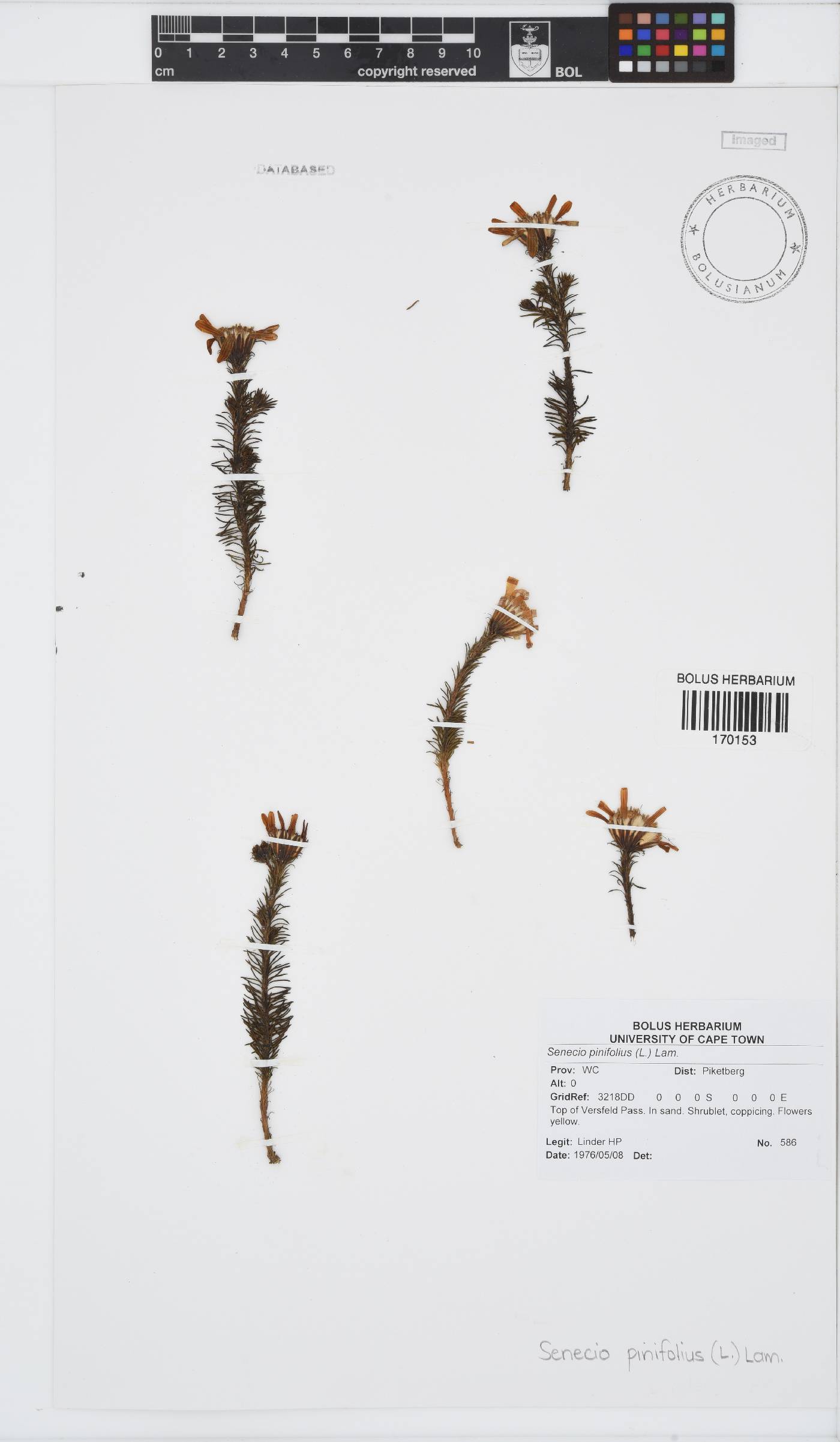 Senecio pinifolius image