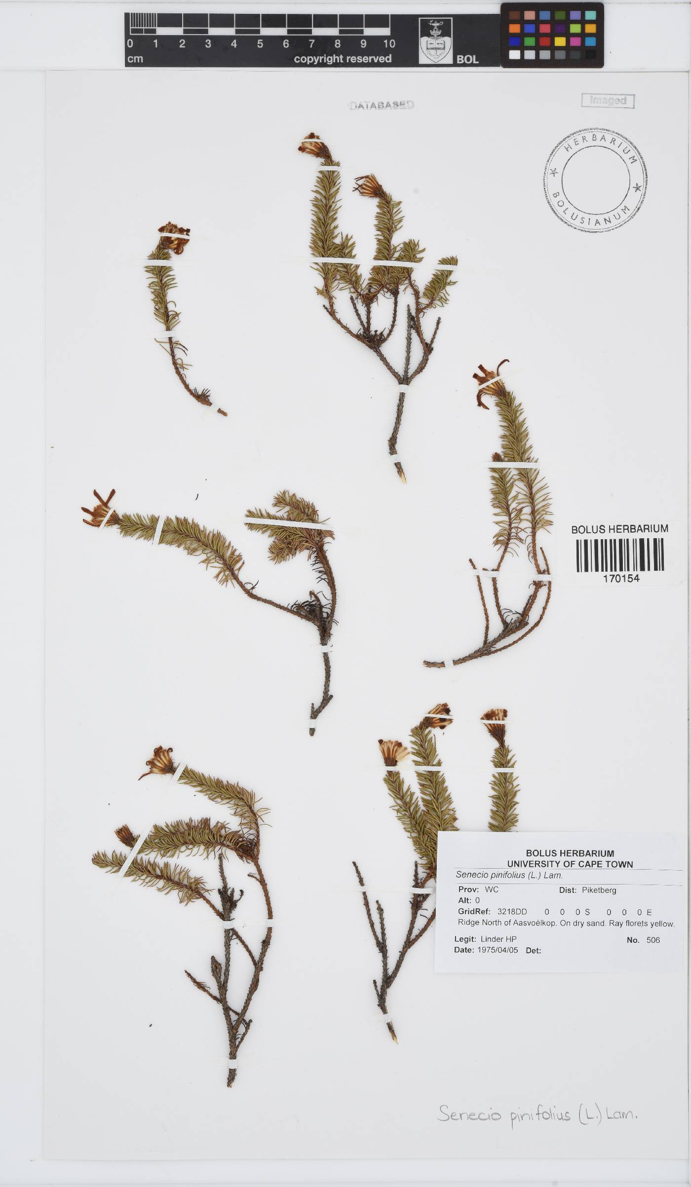 Senecio pinifolius image