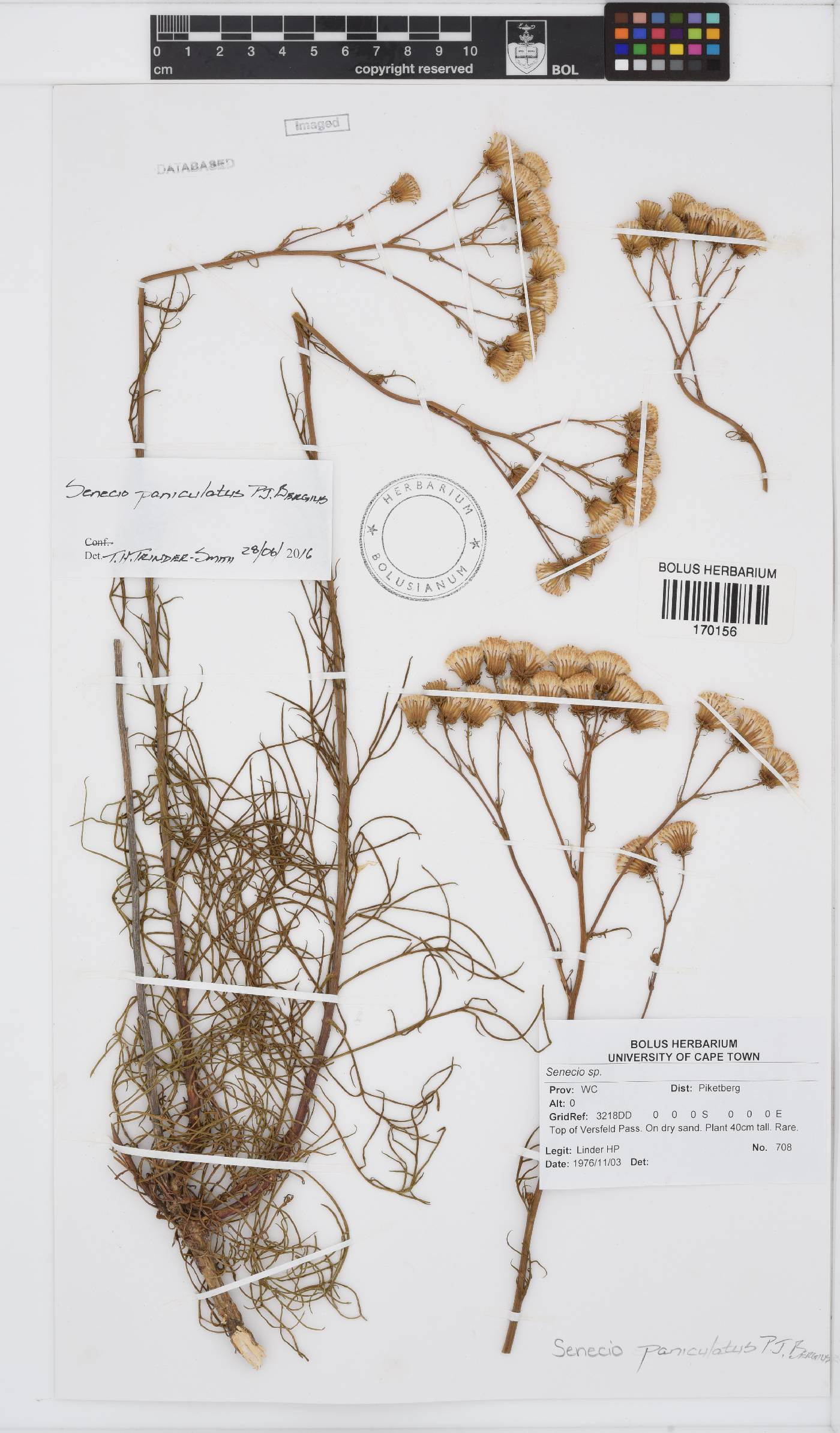 Senecio paniculatus image