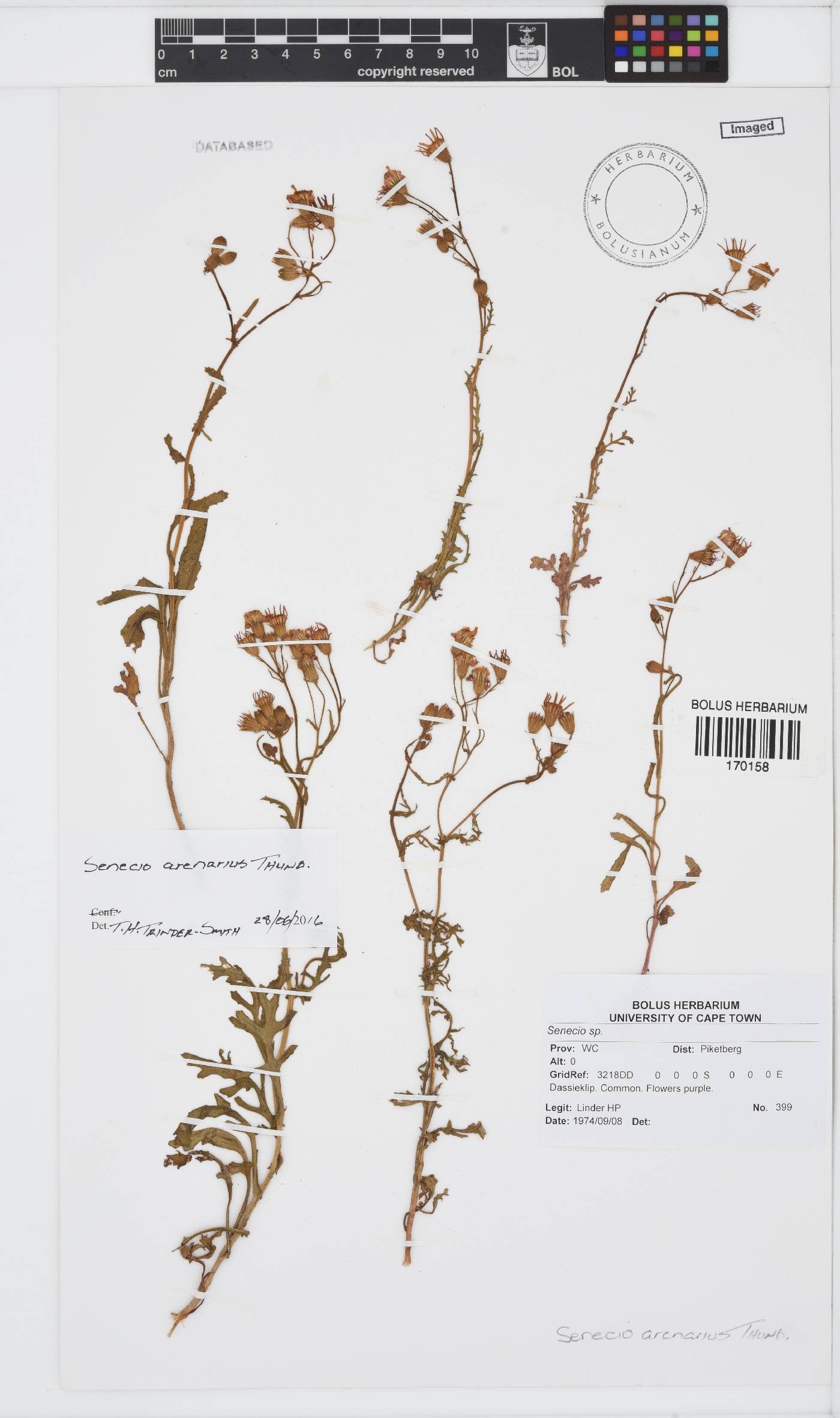Senecio arenarius image