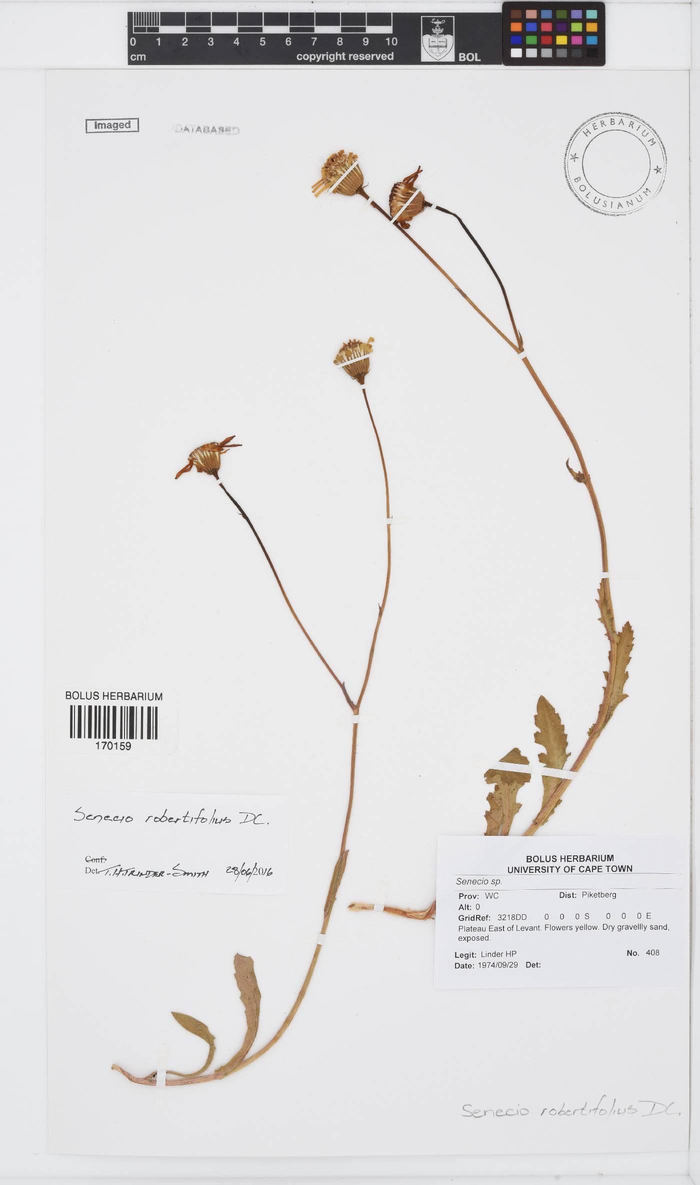 Senecio robertiifolius image