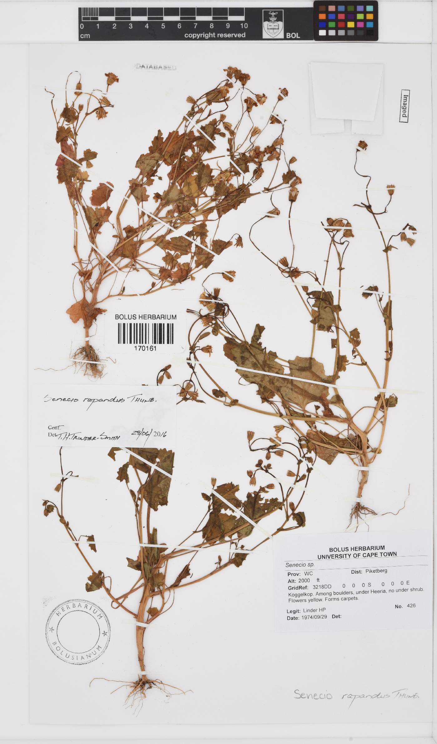 Senecio repandus image