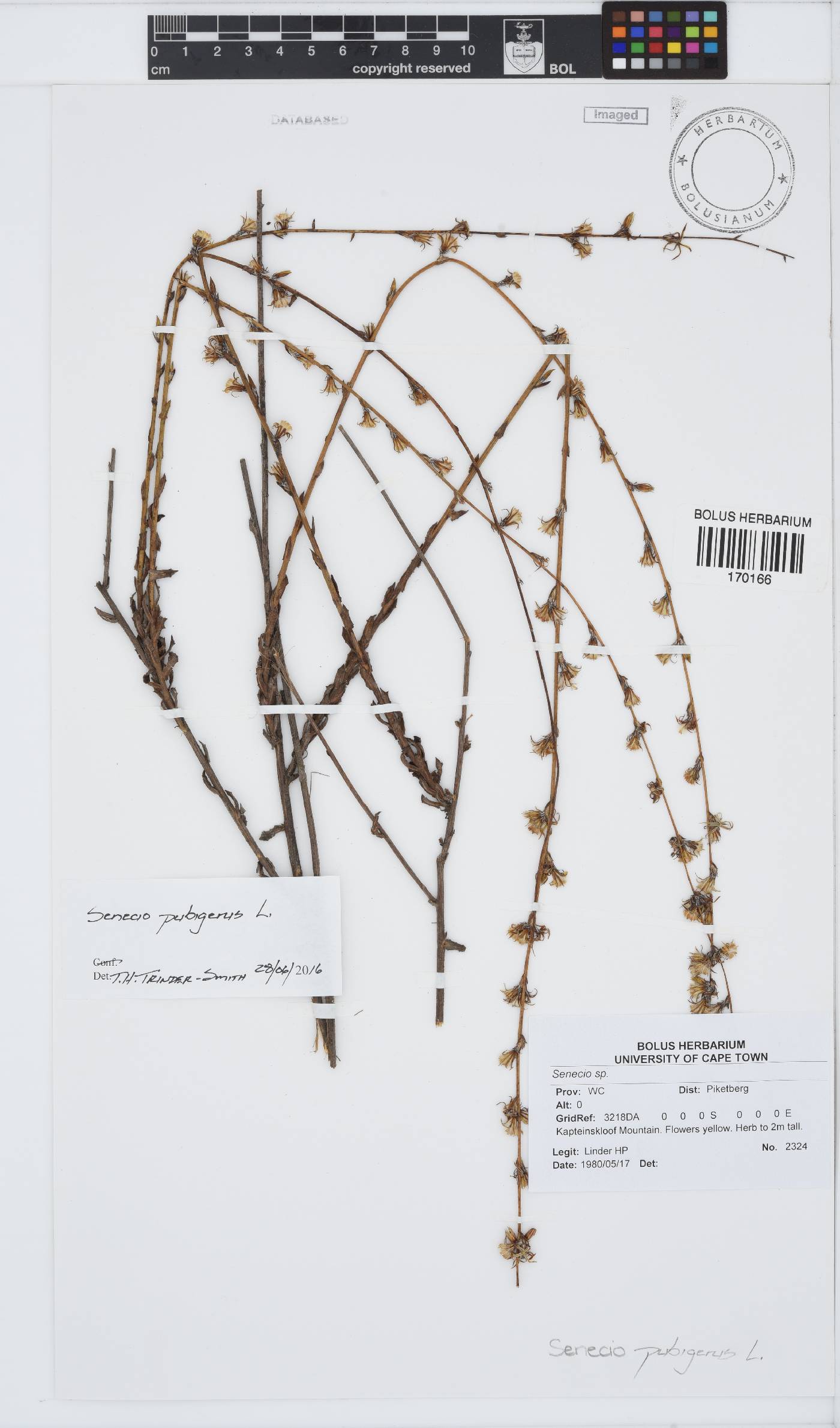 Senecio pubigerus image