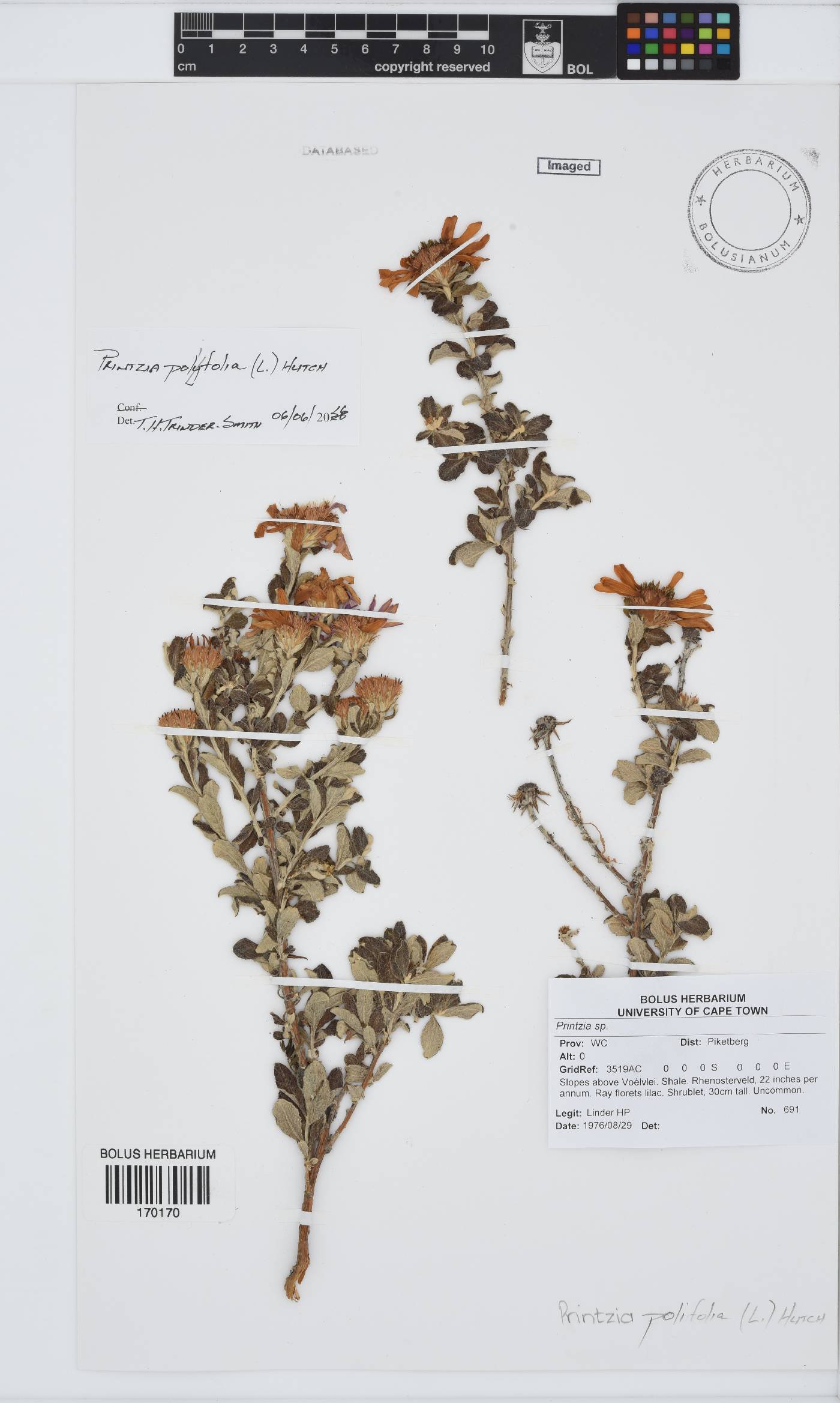 Printzia polifolia image