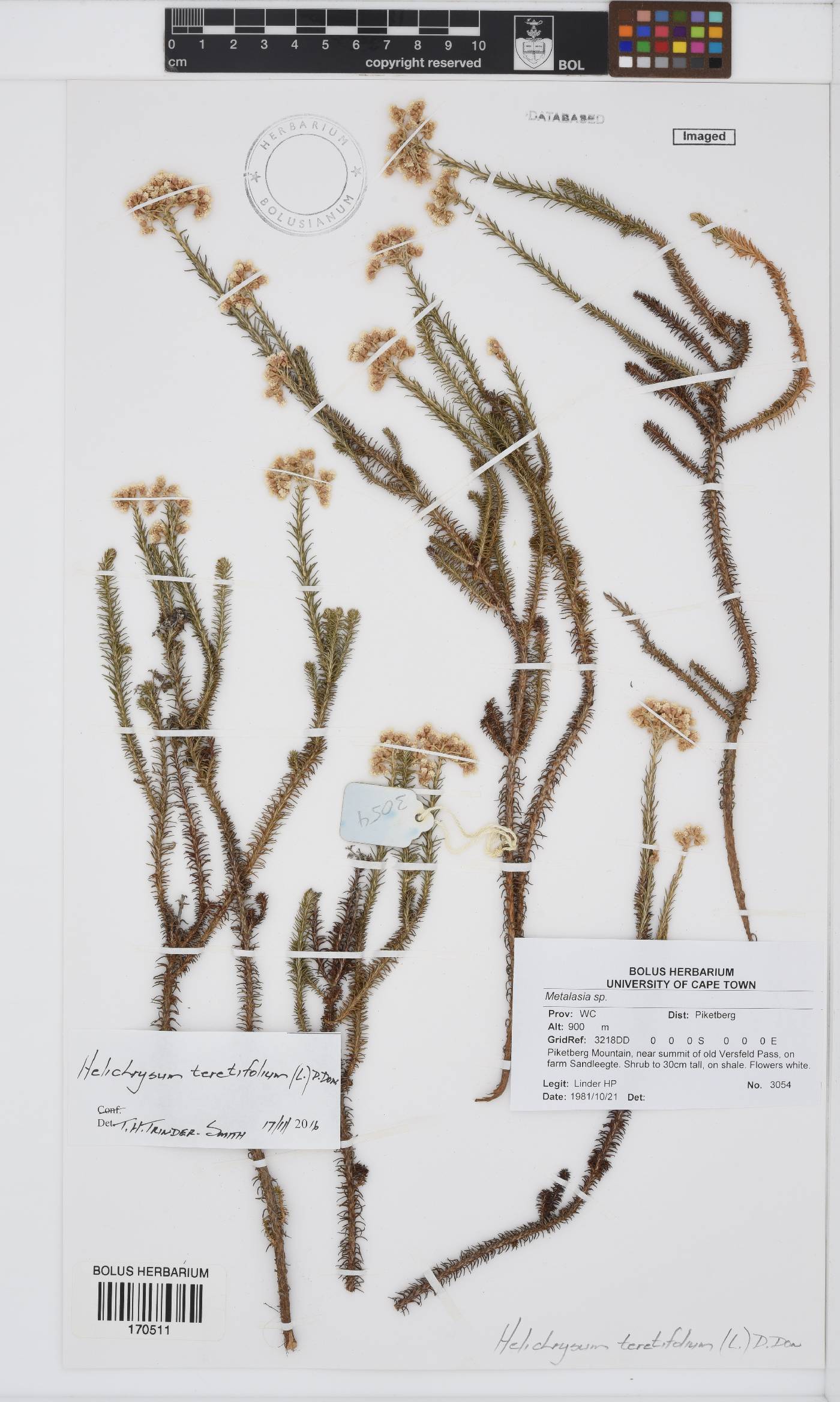 Helichrysum teretifolium image