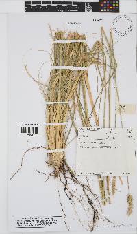 Setaria incrassata image