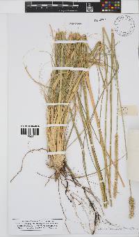 Setaria incrassata image