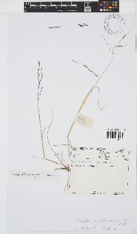 Leptochloa fusca image