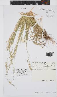 Melinis repens subsp. repens image