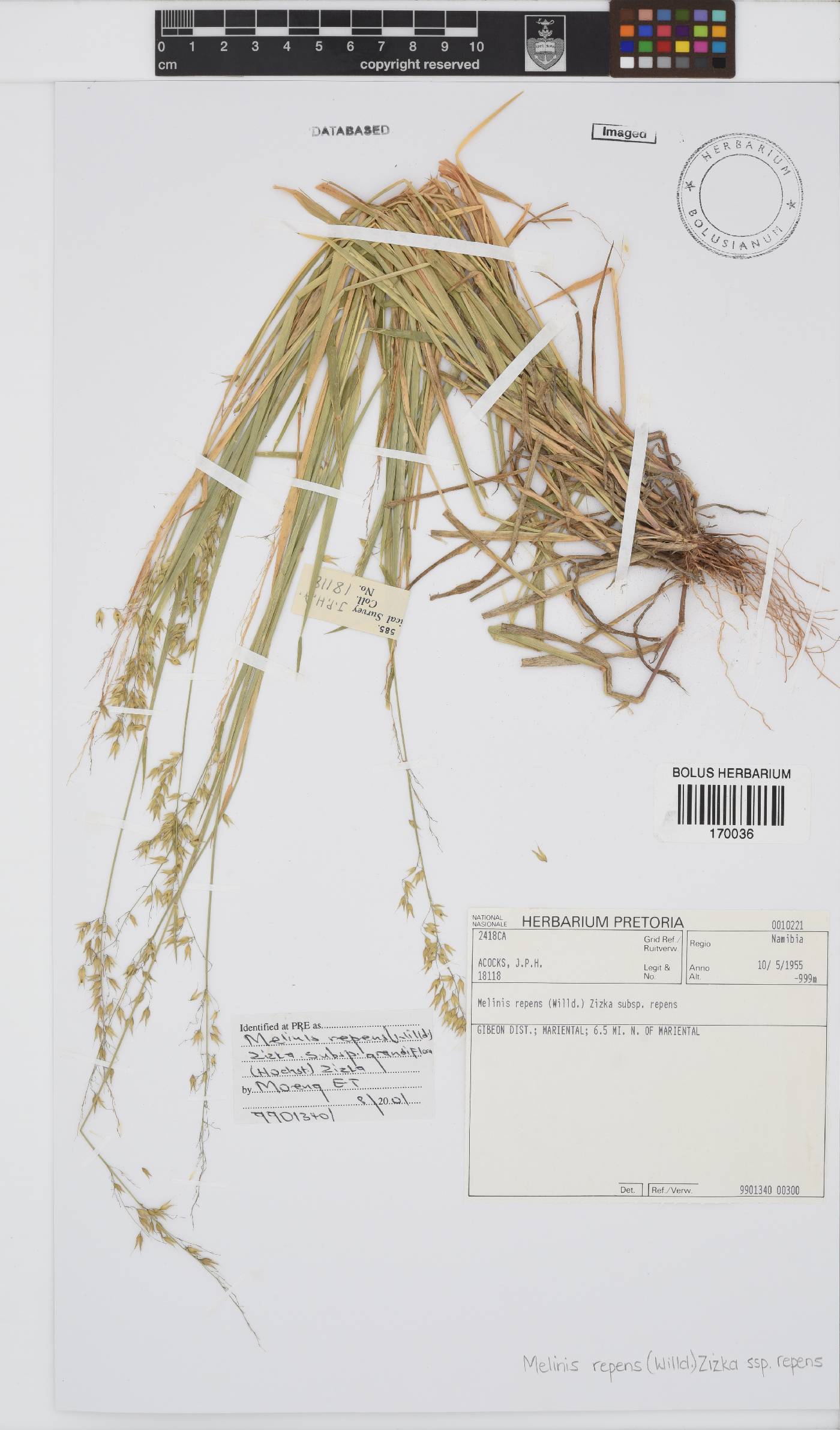 Melinis repens subsp. repens image