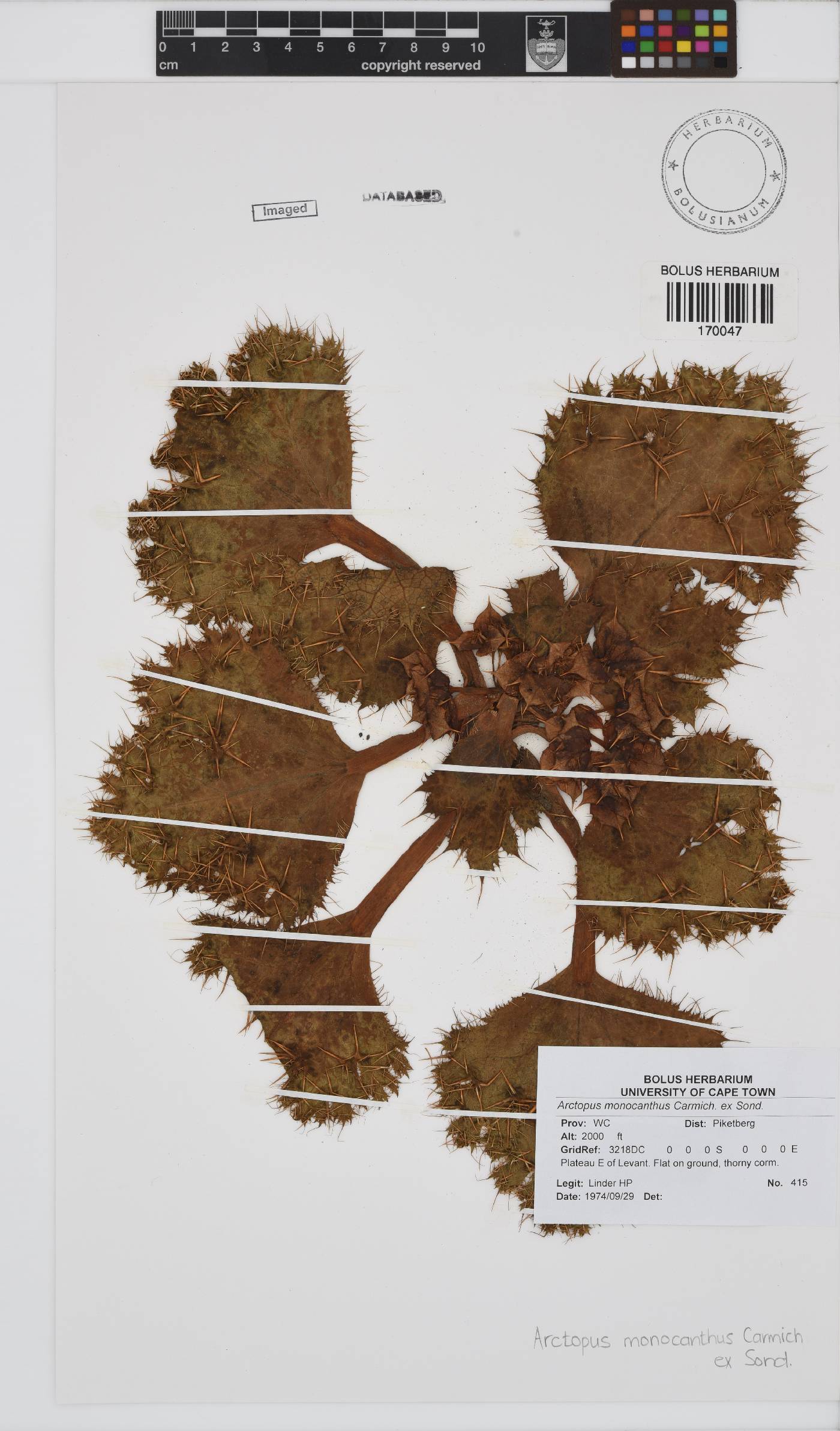 Arctopus monacanthus image