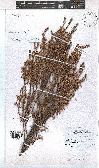 Erica imbricata image