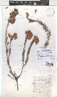 Erica eugenea image