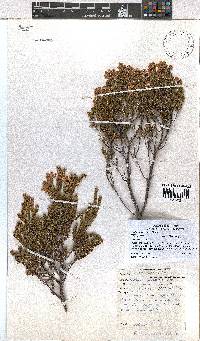 Erica curvirostris image