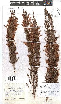 Erica curviflora image