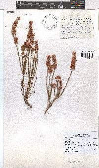 Erica articularis image