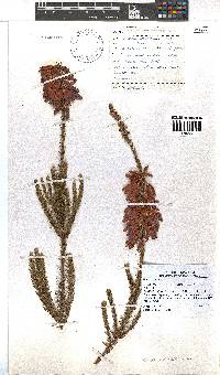 Erica mammosa image