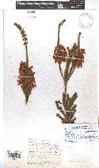 Erica mammosa image