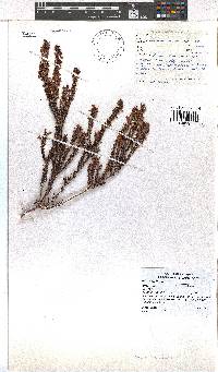 Erica nudiflora image