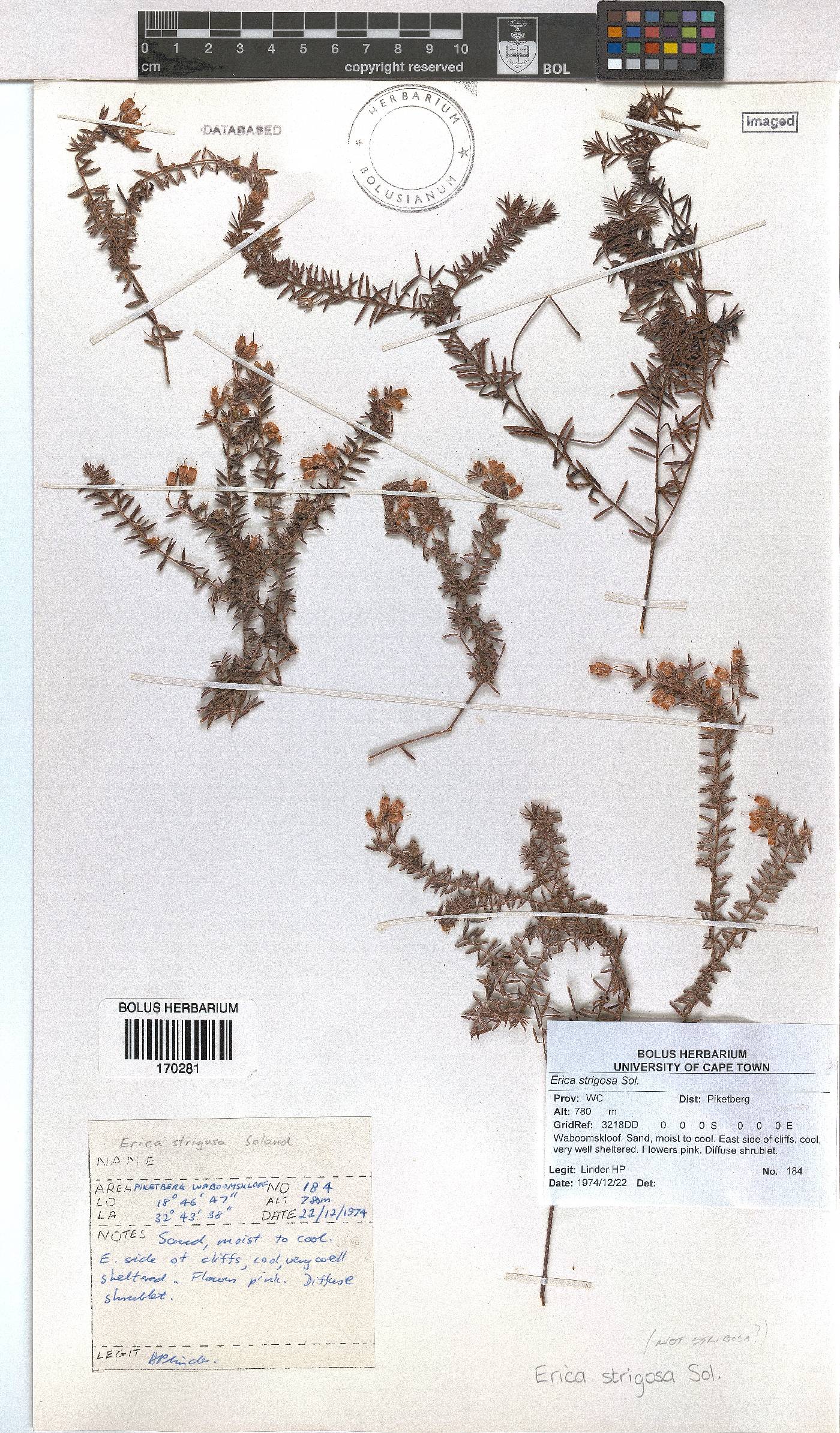 Erica strigosa image