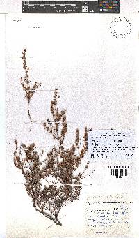 Erica thimifolia image