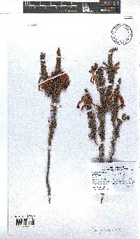 Erica plukenetii image