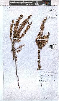 Erica imbricata image