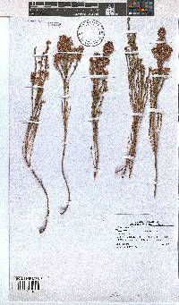 Erica calycina image