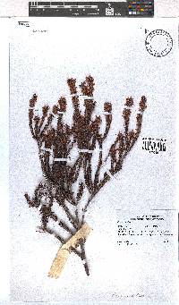 Erica nudiflora image