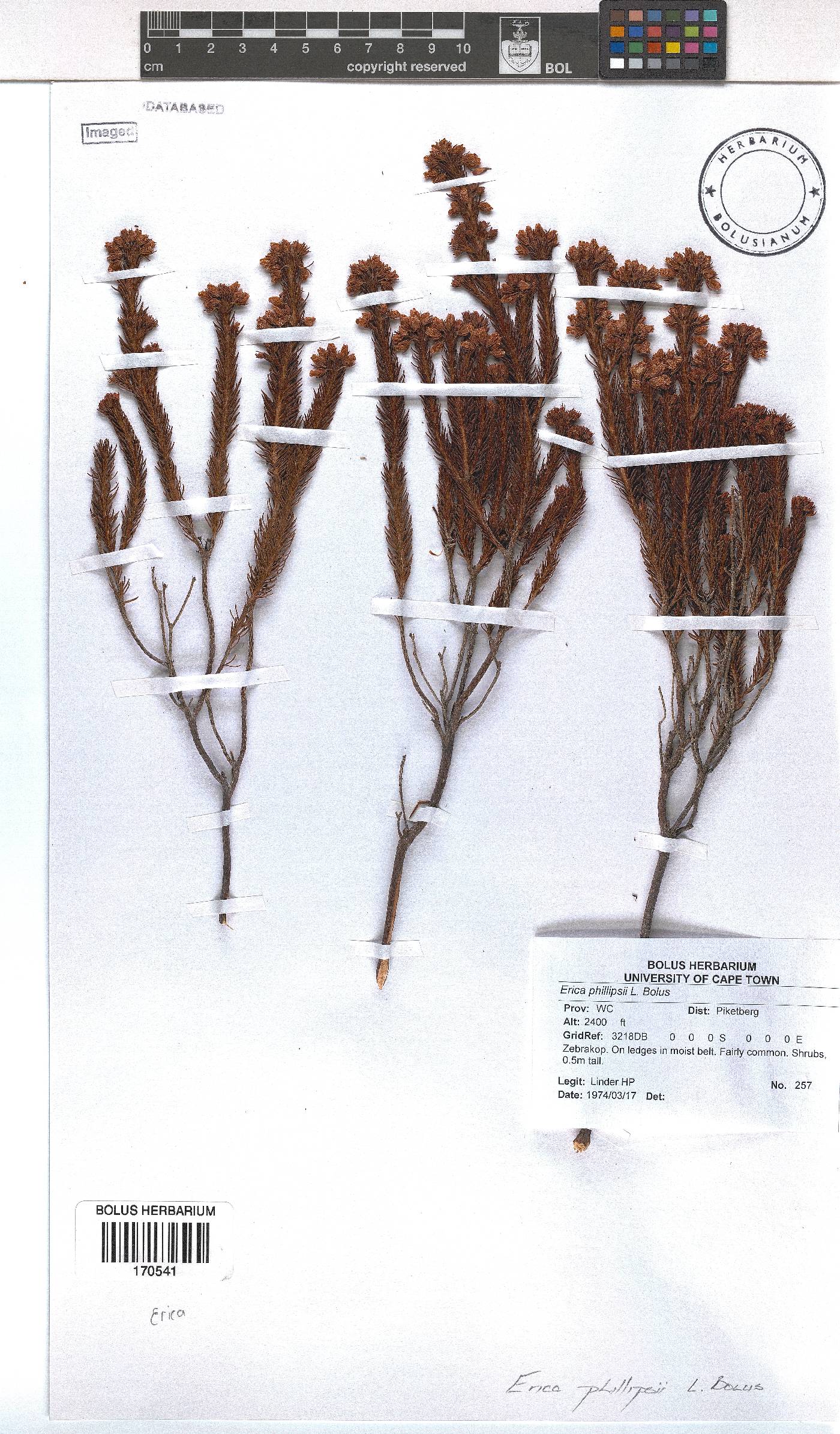 Erica phillipsii image