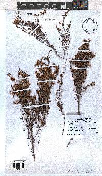 Erica leptopus var. piquetbergensis image