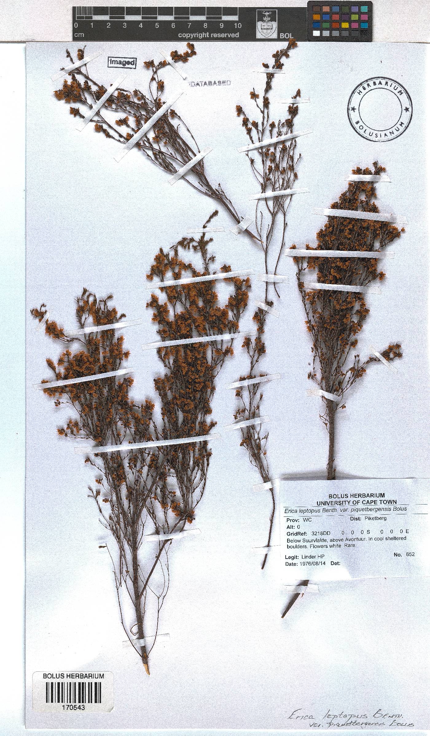 Erica leptopus image