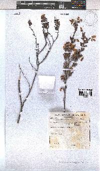 Hermannia aspera image