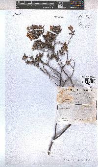 Hermannia aspera image