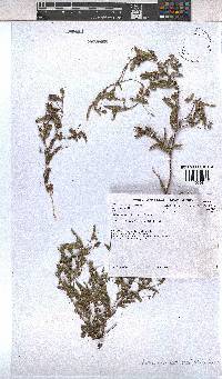 Hermannia stellulata image