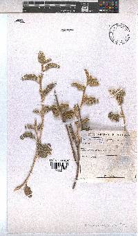 Hermannia disermifolia image