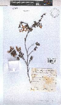 Hermannia aspera image