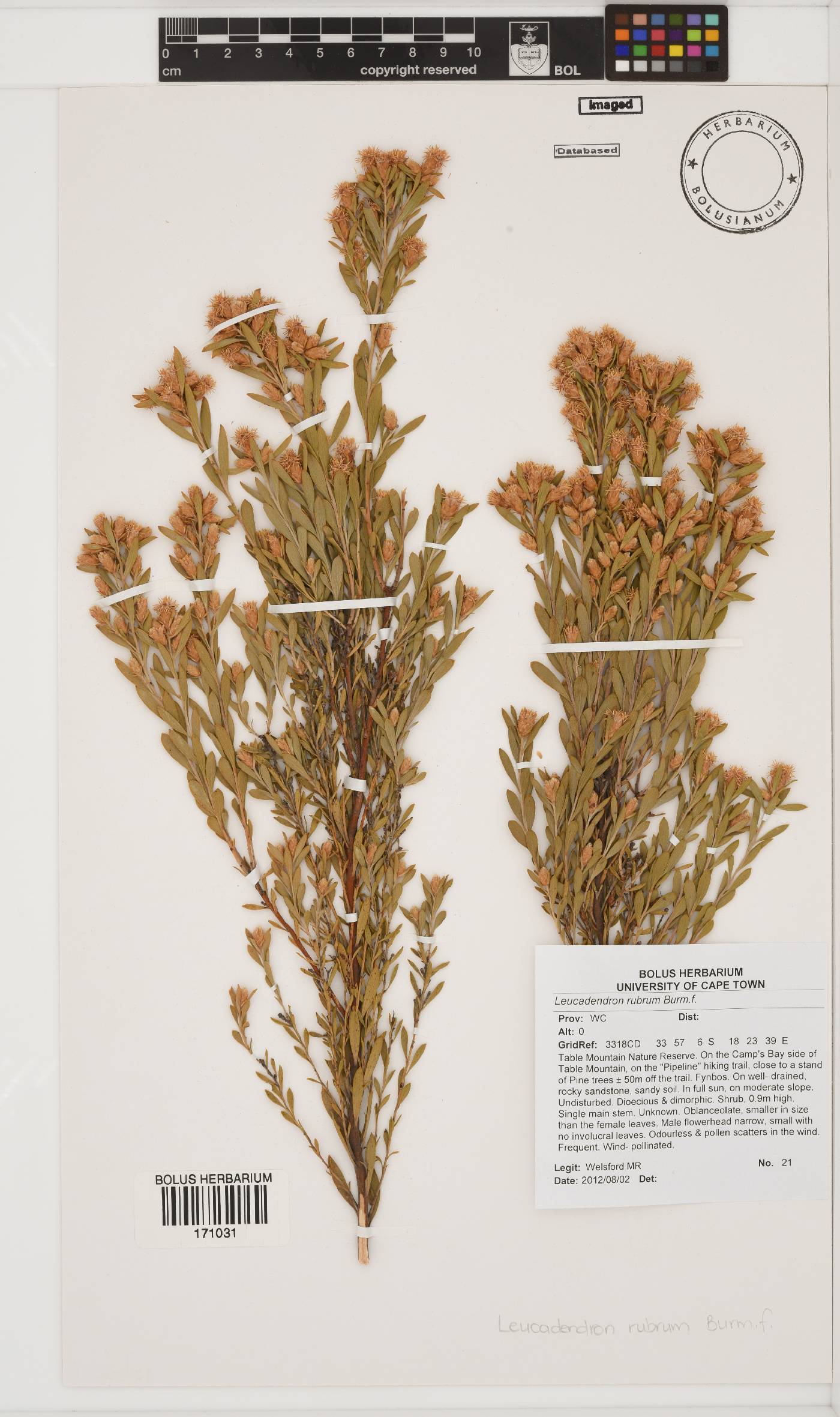Leucadendron rubrum image